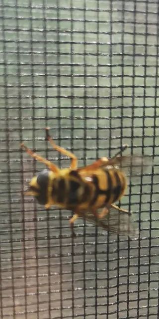 Myathropa florea - halálfejes odúlégy