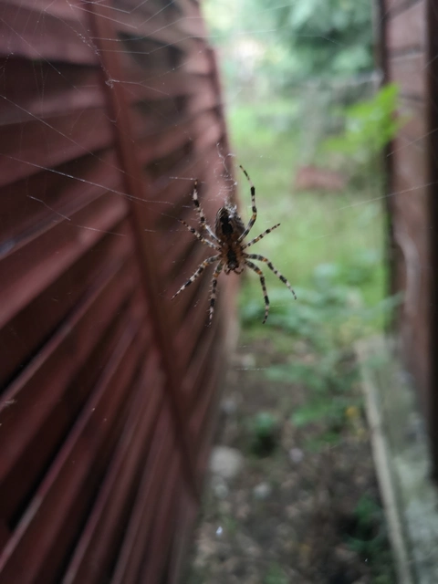 Araneus diadematus - koronás keresztespók