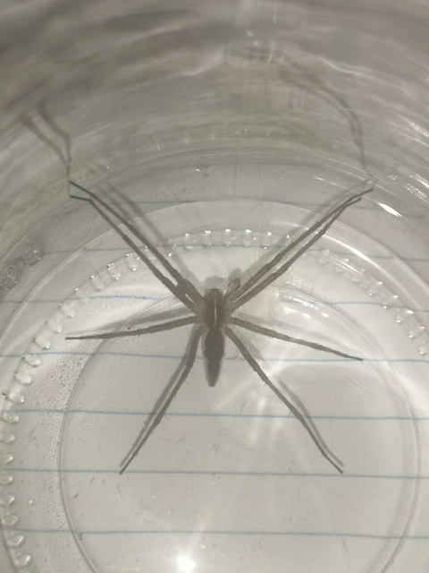 Pisaura mirabilis - csodáspók