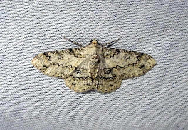 Ascotis selenaria - holdas faaraszoló