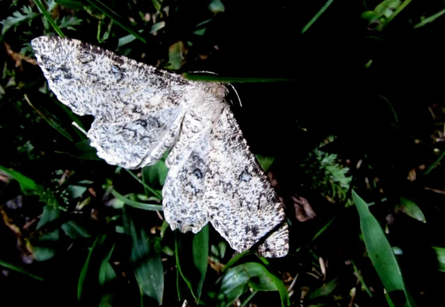 Ascotis selenaria - holdas faaraszoló