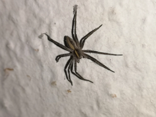 Pisaura mirabilis - csodáspók
