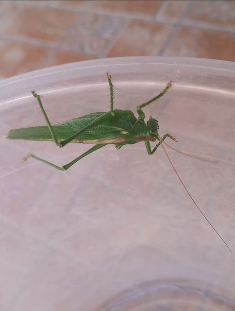 Tettigonia viridissima - zöld lombszöcske