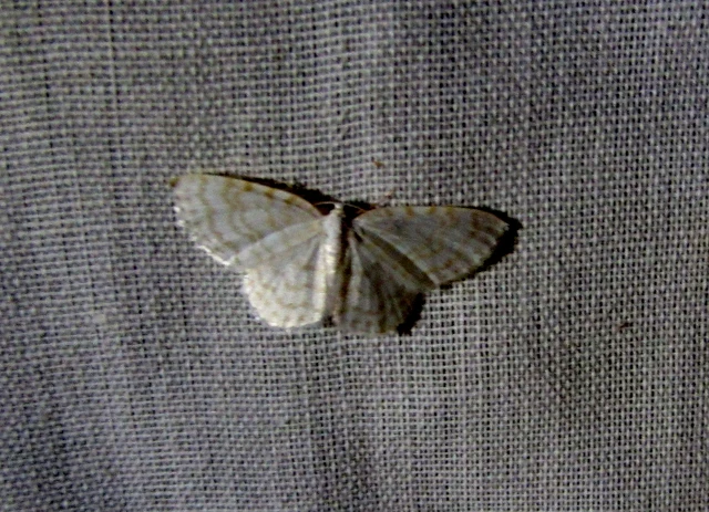 Asthena albulata - gyertyán-fehéraraszoló