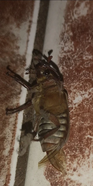 Anoxia orientalis - keleti cserebogár