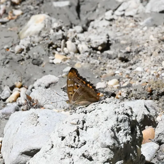 Apatura ilia - kis színjátszólepke