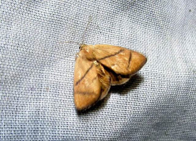 Apoda limacodes - kagylólepke