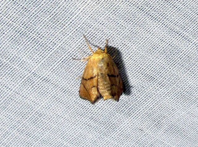 Apoda limacodes - kagylólepke