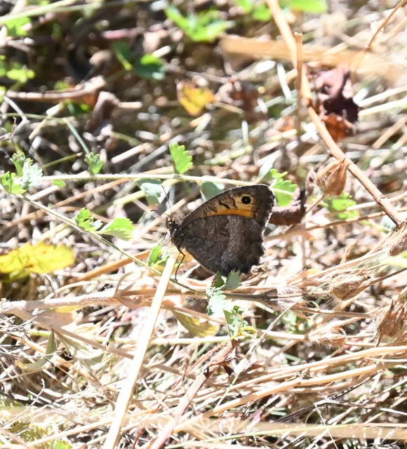 Arethusana arethusa - közönséges szemeslepke