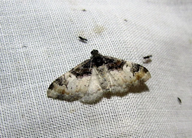 Catarhoe cuculata - csuklyás tarkaaraszoló