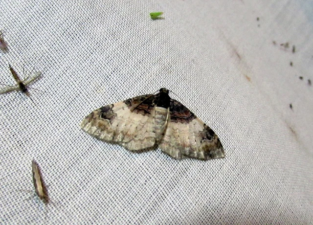 Catarhoe cuculata - csuklyás tarkaaraszoló