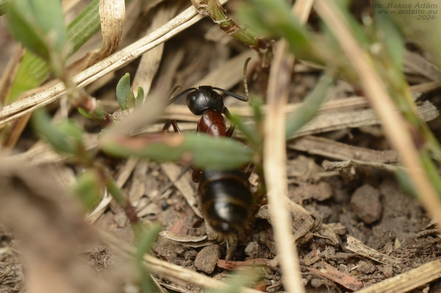 Camponotus ligniperda - faodvasító lóhangya