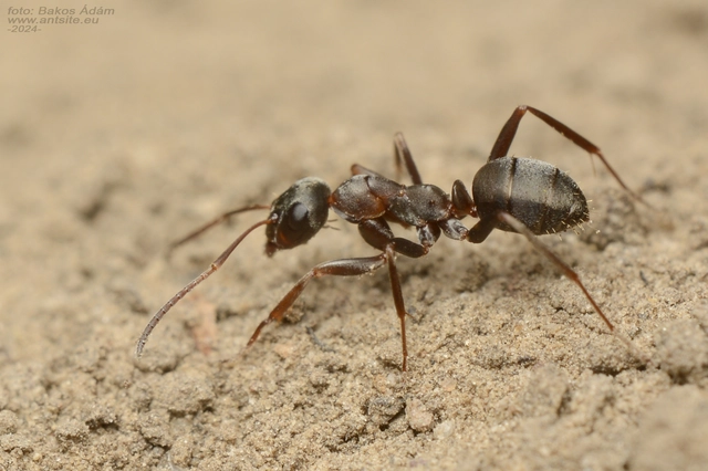 Formica cunicularia - gyakori rabszolgahangya