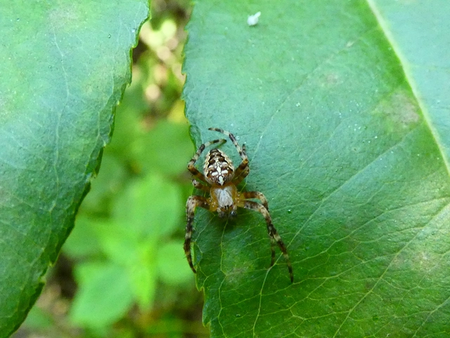 Araneus diadematus - koronás keresztespók