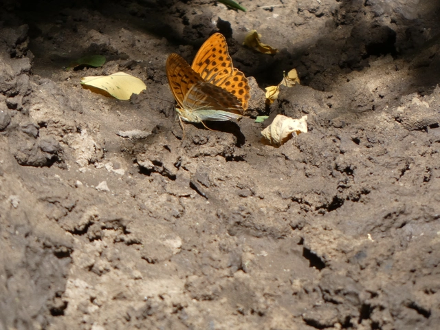 Argynnis paphia - nagy gyöngyházlepke