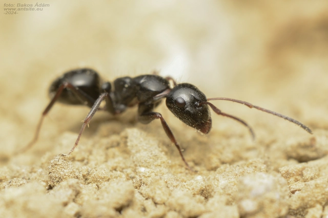 Camponotus piceus - szurkos lóhangya