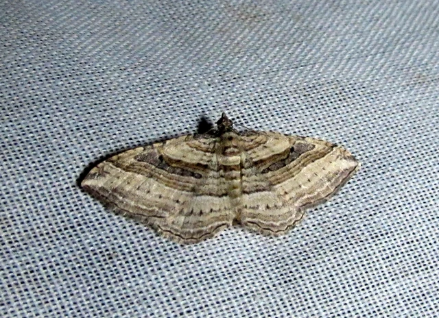 Costaconvexa polygrammata - soksávú araszoló