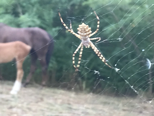 Argiope lobata - karéjos keresztespók