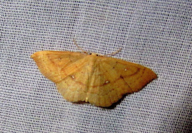 Cyclophora linearia - vonalas pettyesaraszoló