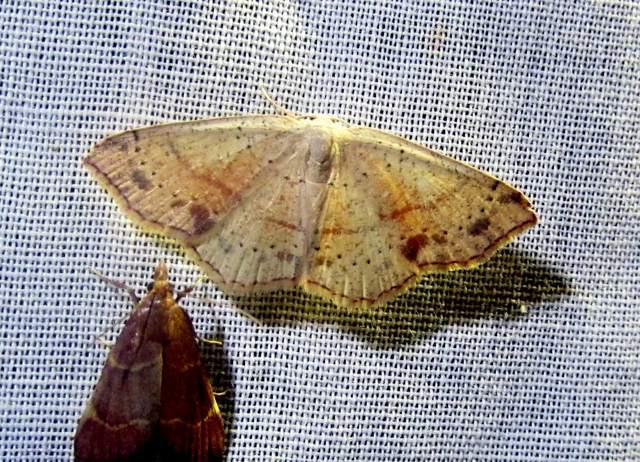 Cyclophora punctaria - sávos pettyesaraszoló