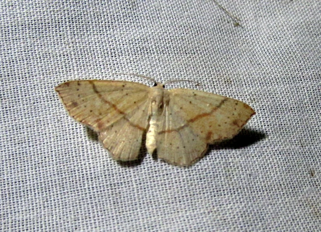 Cyclophora punctaria - sávos pettyesaraszoló