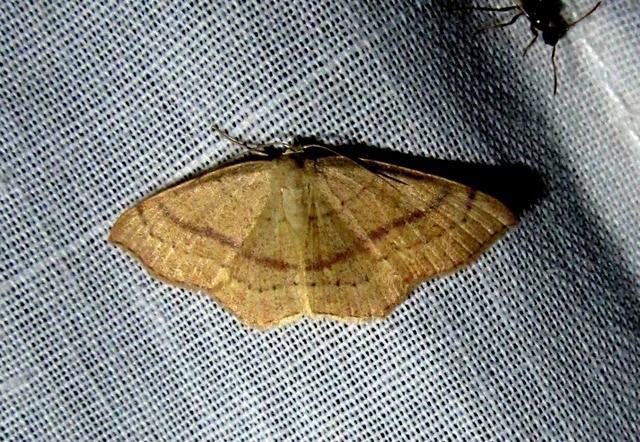 Cyclophora linearia - vonalas pettyesaraszoló
