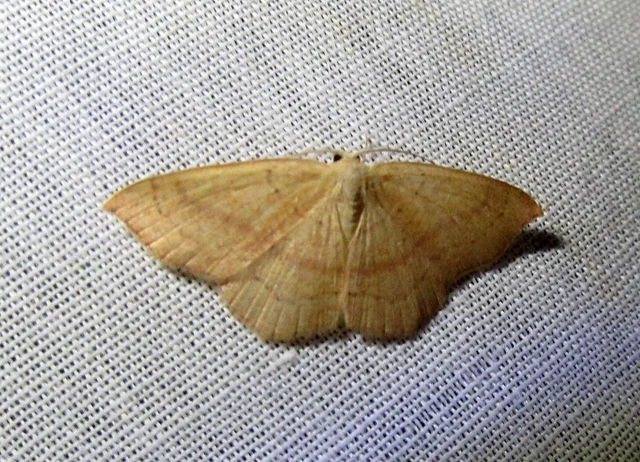 Cyclophora linearia - vonalas pettyesaraszoló