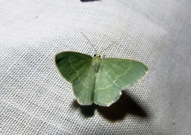 Chlorissa viridata/cloraria