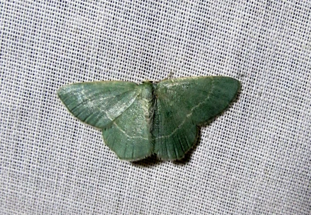 Chlorissa cloraria - sárgászöld araszoló