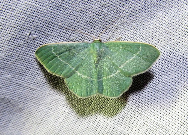 Chlorissa viridata/cloraria