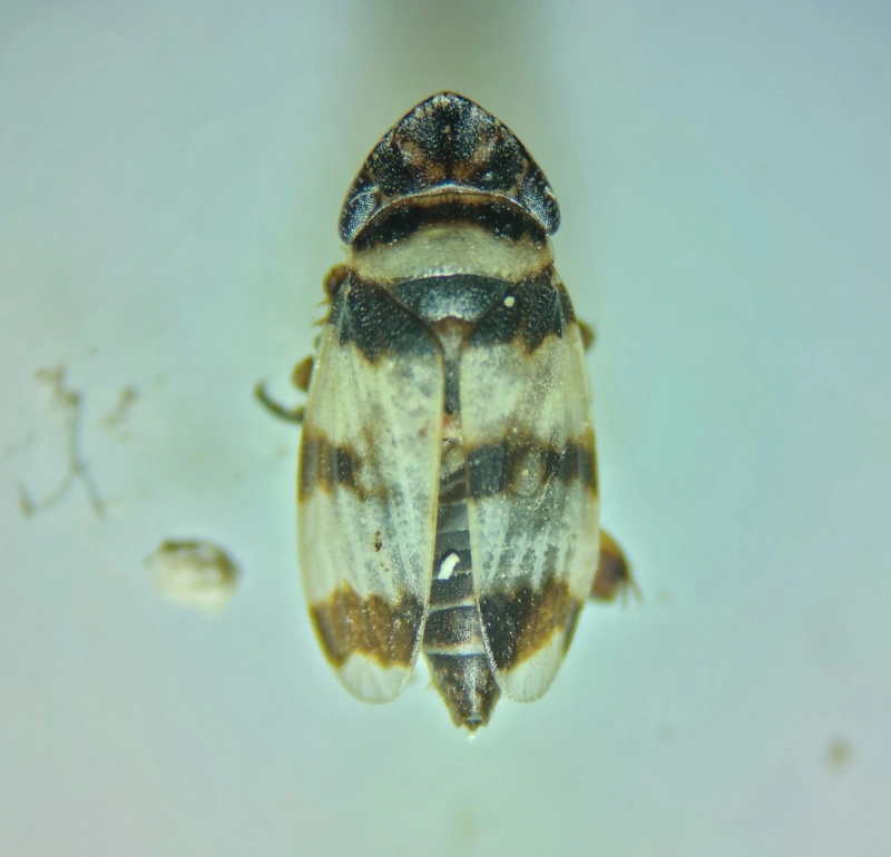 Planaphrodes