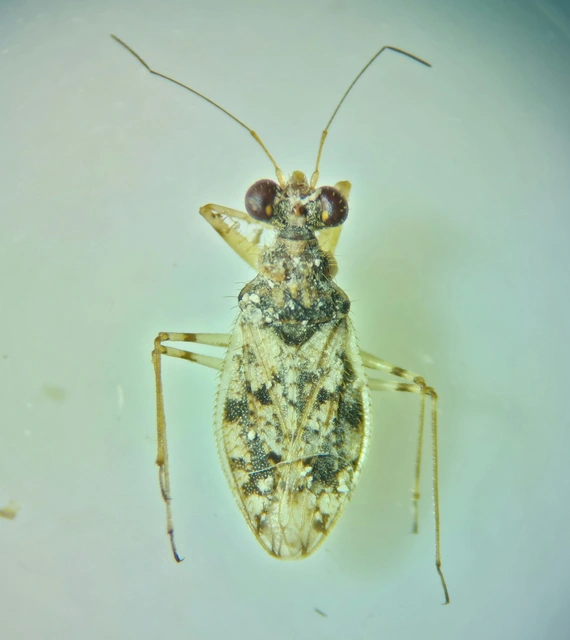 Leptopus marmoratus - kövipoloska