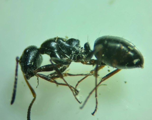 Camponotus piceus - szurkos lóhangya