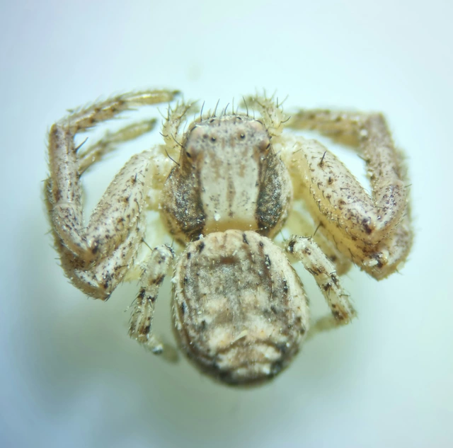 Xysticus