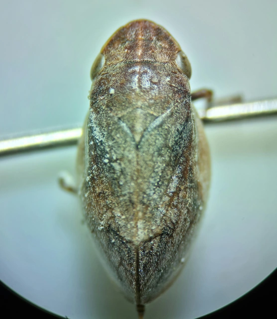 Lepyronia coleoptrata