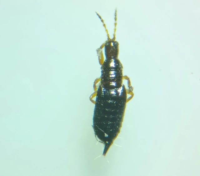 Thysanoptera - Tripszek