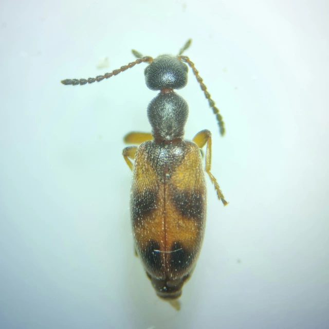 Anthicus antherinus - közönséges fürgebogár