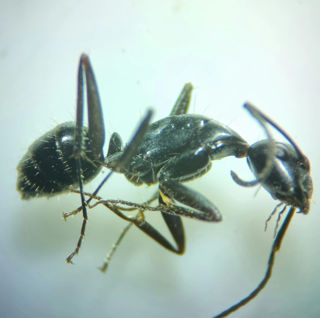 Camponotus aethiops - szőrös lóhangya