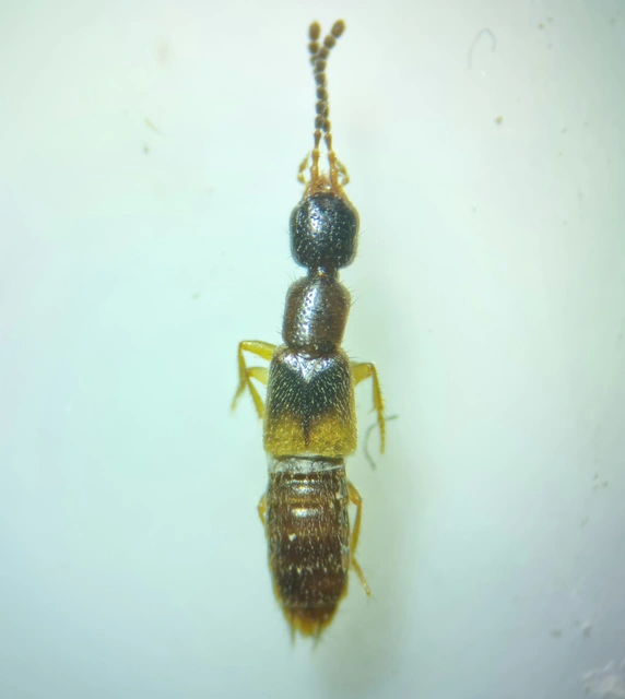 Neobisnius procerulus - kétszínű ganajholyva