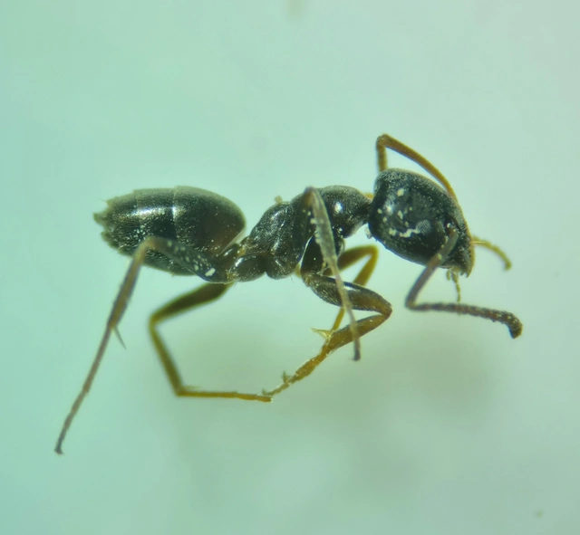 Tapinoma erraticum - kóborhangya
