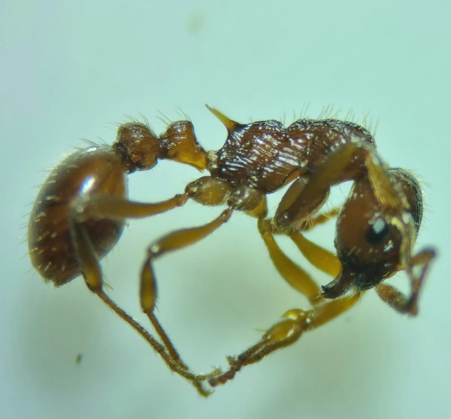 Myrmica ruginodis - erdei bütyköshangya