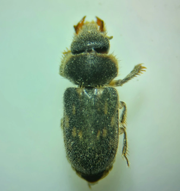 Heterocerus