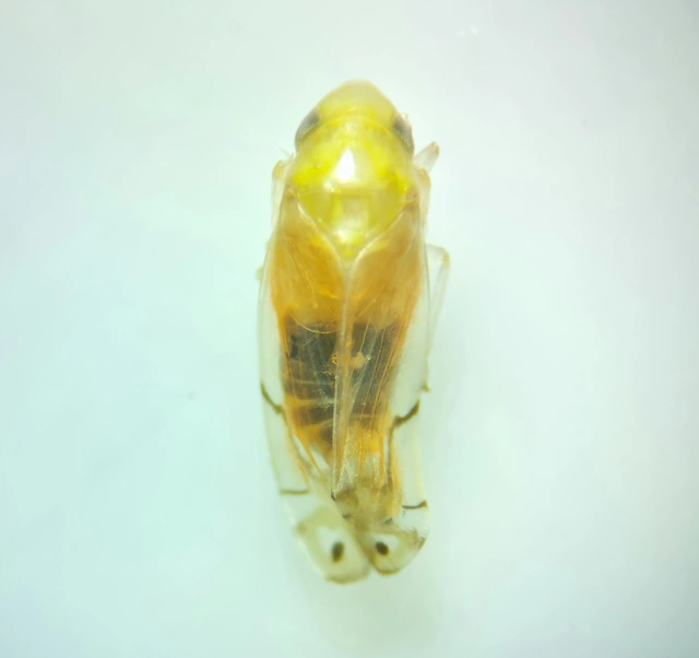 Eurhadina