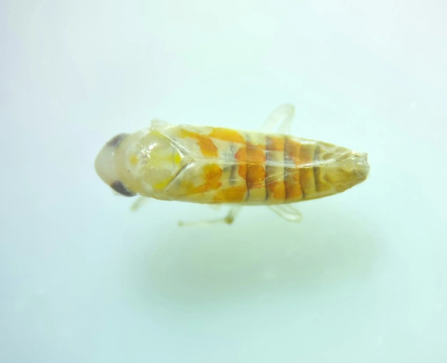 Typhlocyba quercus