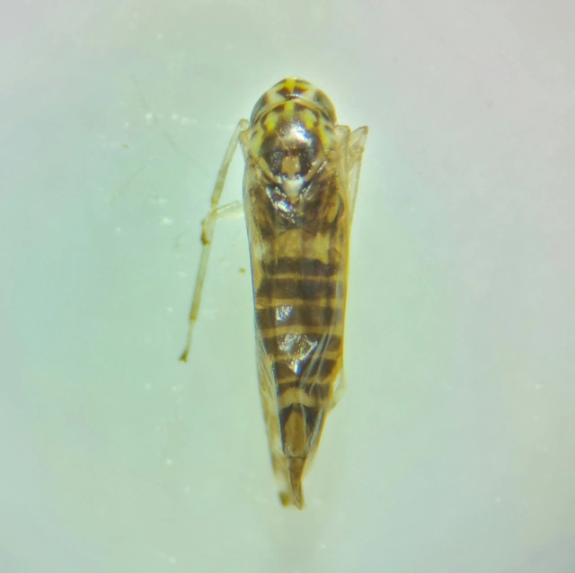 Eupteryx