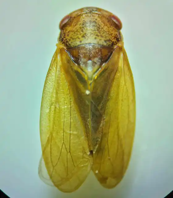 Iassus lanio