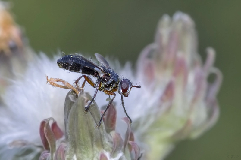 Cylindromyia rufipes