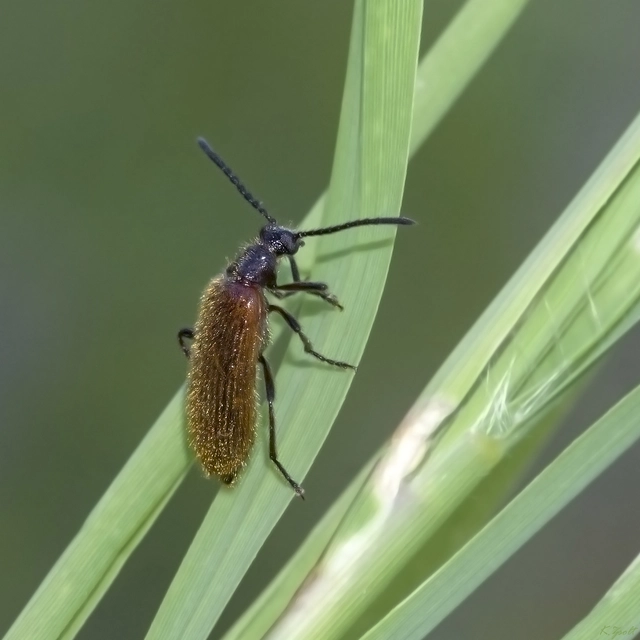 Lagria hirta - réti gyapjasbogár