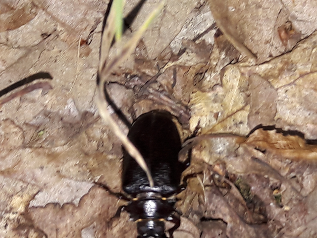 Prionus coriarius - csőszcincér