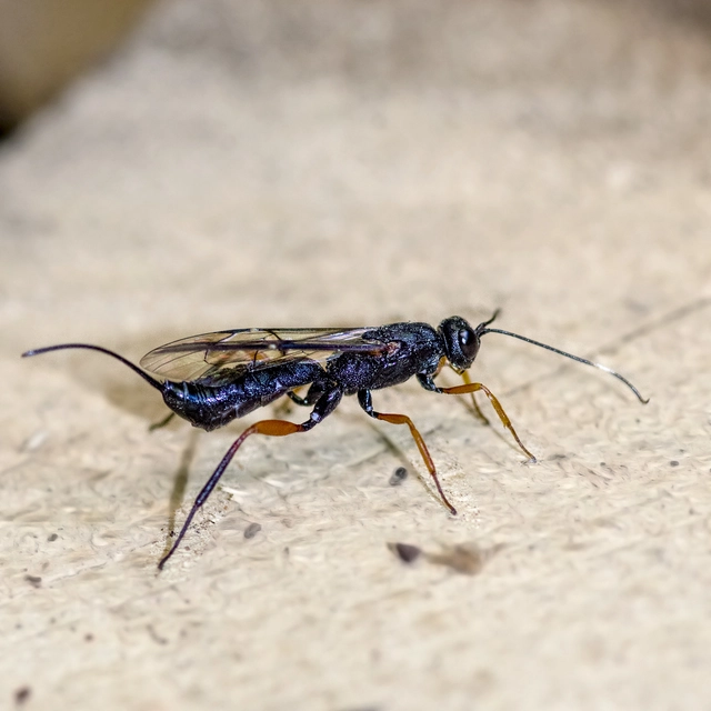 Xorides propinquus